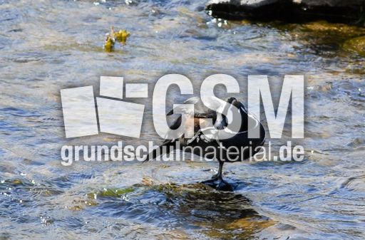 Kragenente (3 von 3).jpg